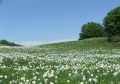 Fioritura di narcisi al Pian della Cavalla