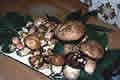 Porcini