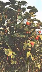 Lampone