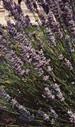 Lavanda